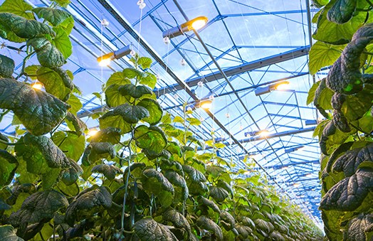 Will Any LED Light Work for Growing Plants?