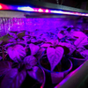 Pragmatic LED Plant (Grow)Light